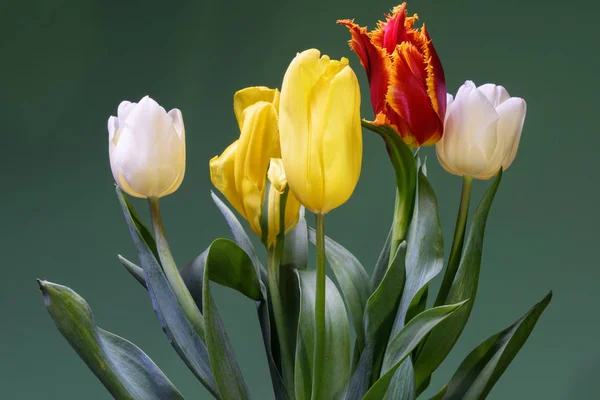 Rode, witte en gele tulpen — Stockfoto