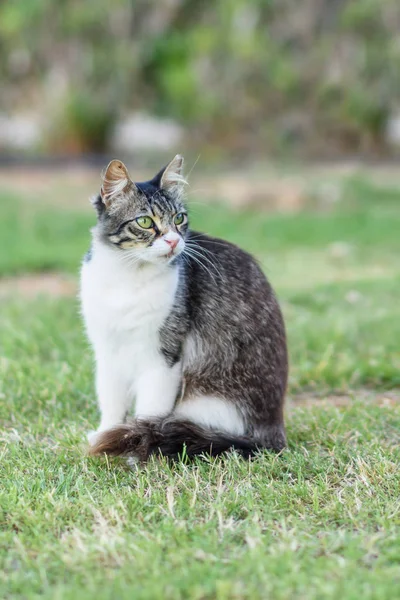Gato cyprus bonito — Fotografia de Stock