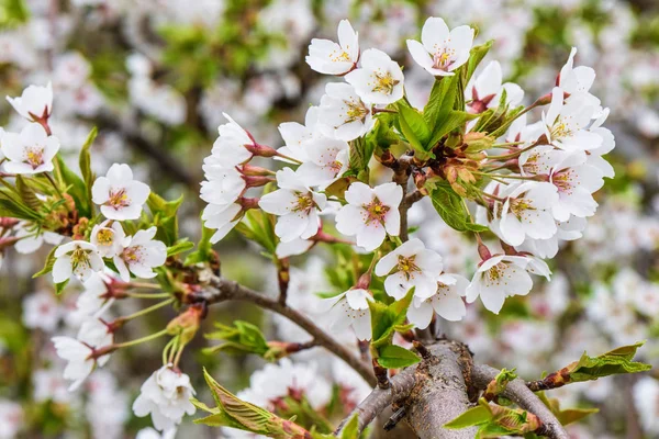 Kirsikkapuun kukat — kuvapankkivalokuva