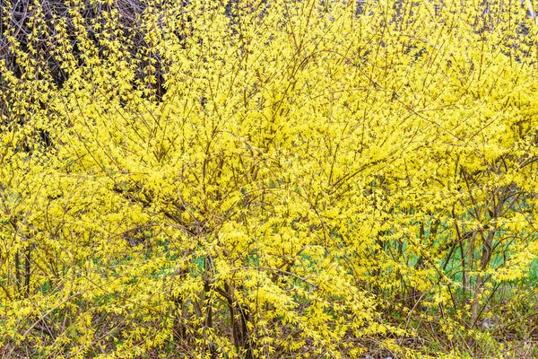 Gelbe Blätter des Strauches — Stockfoto