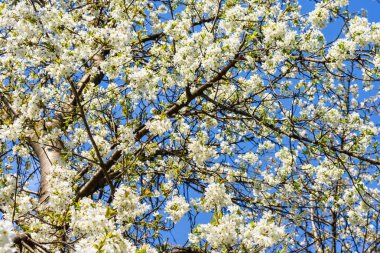 kiraz ağacının çiçekleri