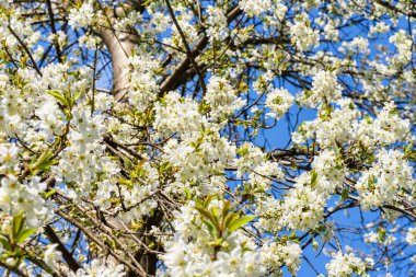 kiraz ağacının çiçekleri