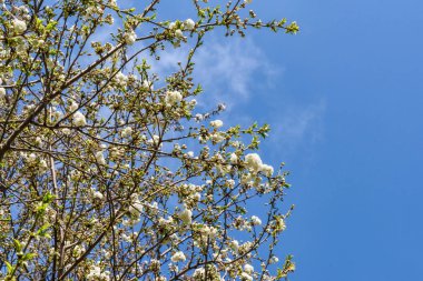 kiraz ağacının çiçekleri