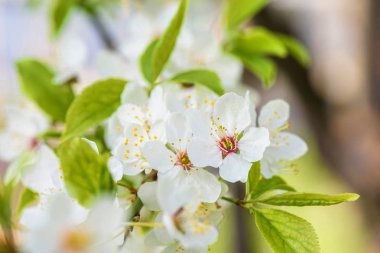 kiraz ağacının çiçekleri