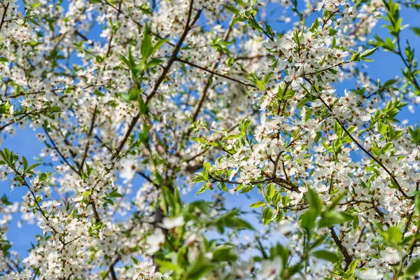 Flowers of the cherry tree — Stock Photo, Image