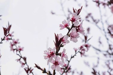 Pembe ağacının çiçekleri