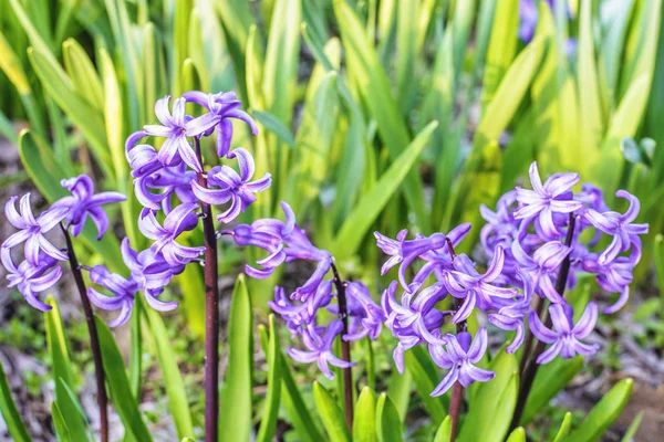 Purple hyacinth flower Stock Picture