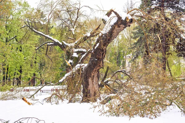 Neige abondante en Moldavie, vue sur le parc central — Photo