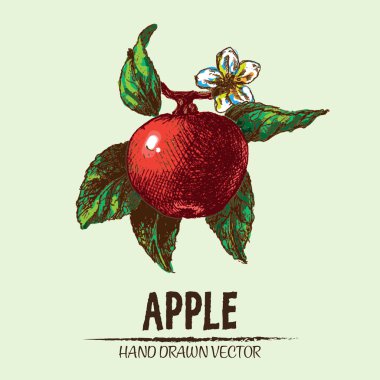 Dijital vektör elma elle çizilmiş ayrıntılı