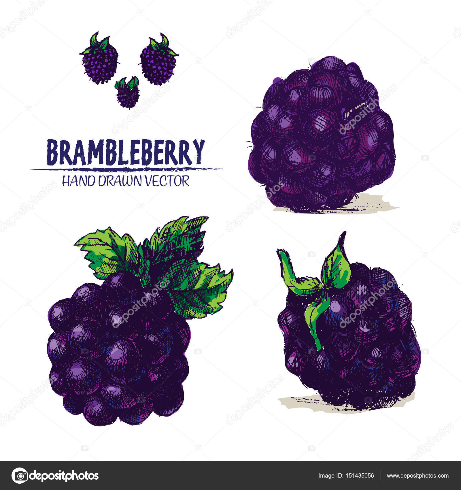 Digital vector detailed brambleberry Stock Vector Image by ©frimufilms