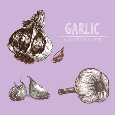 Dijital vektör sarımsak elle çizilmiş ayrıntılı