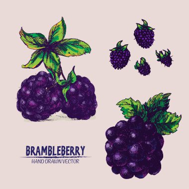 Dijital vektör detaylı brambleberry