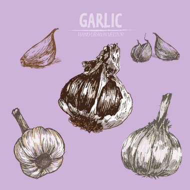 Dijital vektör sarımsak elle çizilmiş ayrıntılı