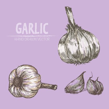 Dijital vektör sarımsak elle çizilmiş ayrıntılı