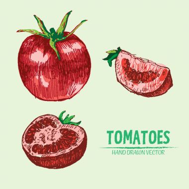 Dijital vektör domates elle çizilmiş ayrıntılı