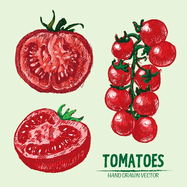 Digitala vektor detaljerade tomat hand dras — Stock vektor