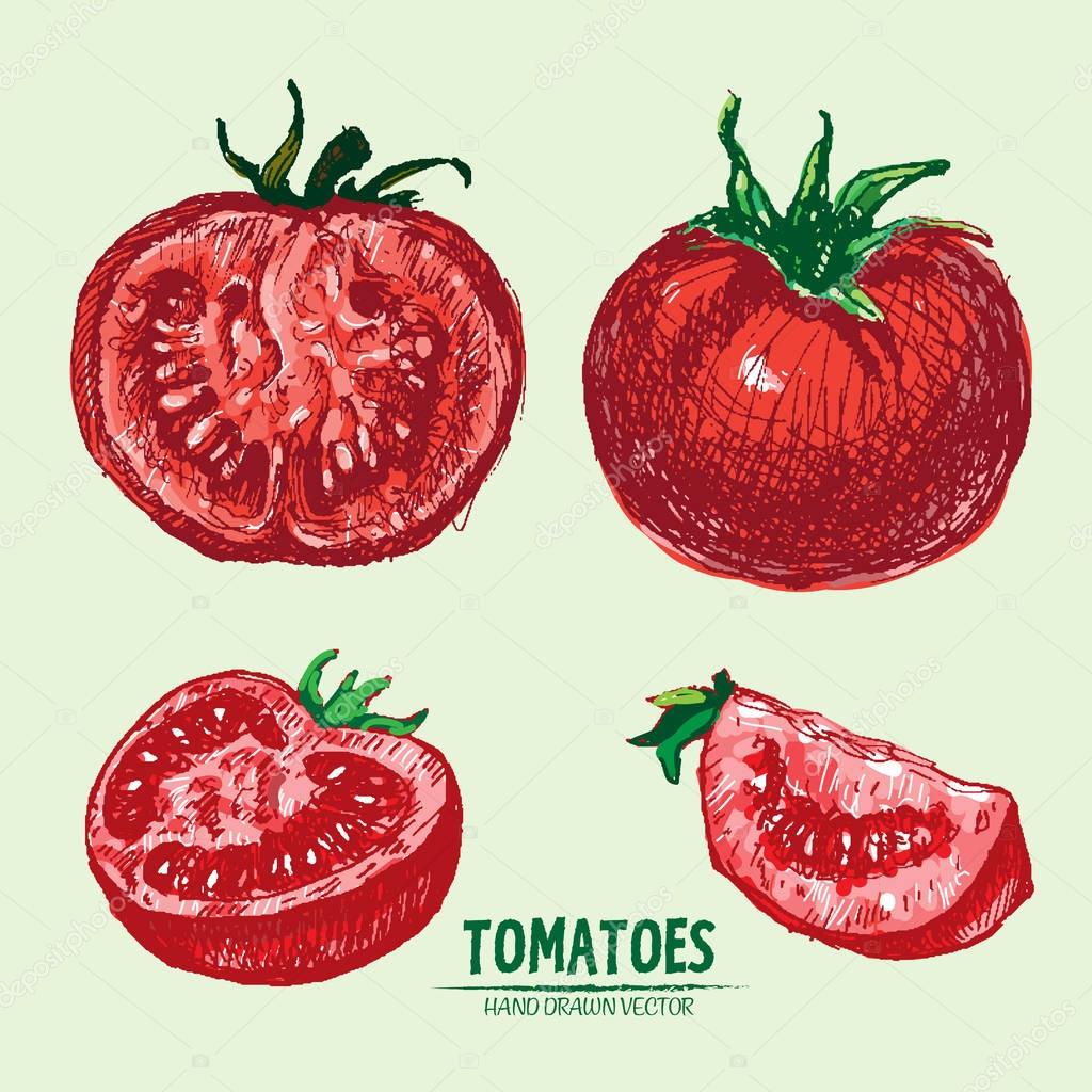 Digital vector detailed tomato hand drawn Stock Vector frimufilms 