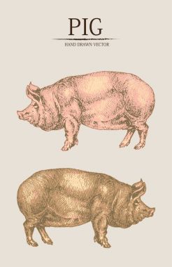 Dijital vektör domuz elle çizilmiş ayrıntılı