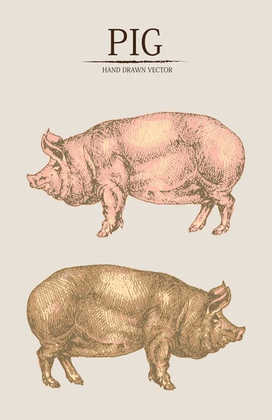 Vetor digital detalhado porco mão desenhada — Vetor de Stock