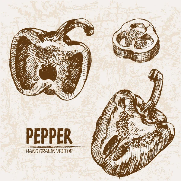 Vecteur numérique ligne détaillée art poivre légume — Image vectorielle