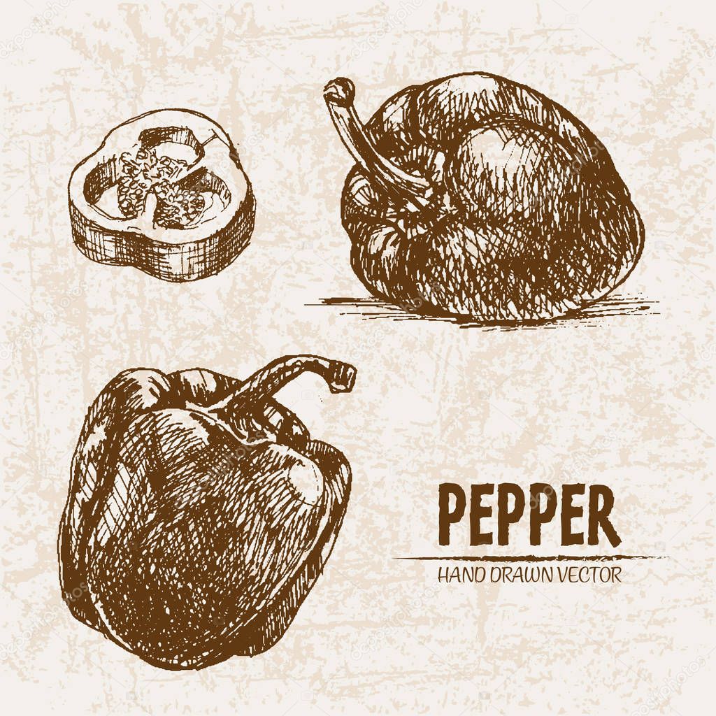 Digital vector detailed line art pepper vegetable