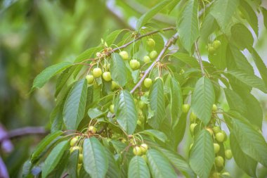 Olgun kırmızı taze tatlı kiraz