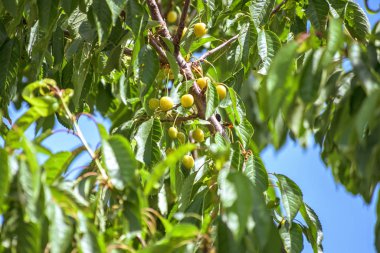 Olgun kırmızı taze tatlı kiraz