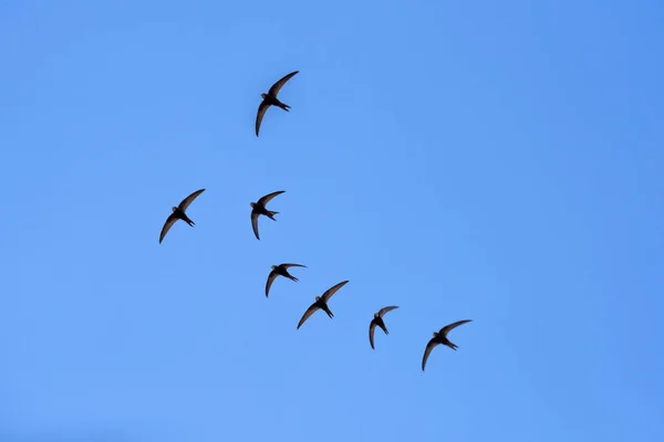 Granero negro golondrinas volando — Foto de Stock