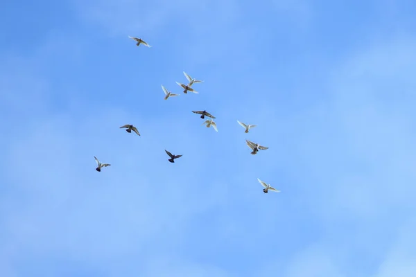 Porumbei albi și negri care zboară — Fotografie, imagine de stoc