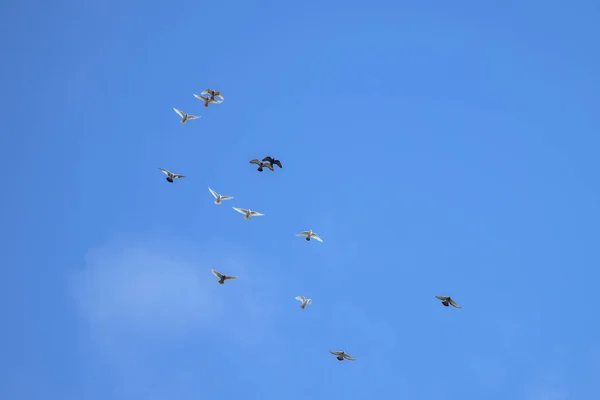 Porumbei albi și negri care zboară — Fotografie, imagine de stoc