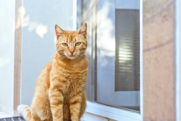 Närbild foto av röd katt — Stockfoto