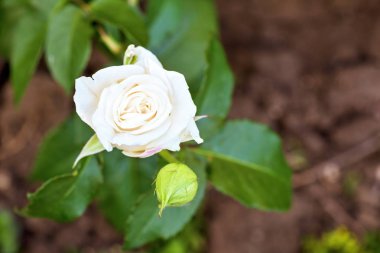 Beyaz gül çiçek çiçeklenme