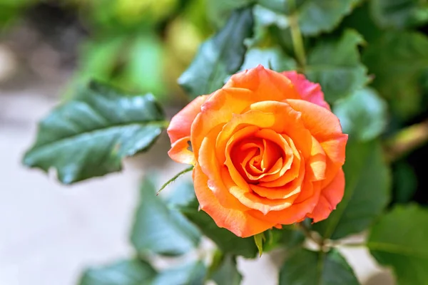 Flor de rosa roja en flor —  Fotos de Stock