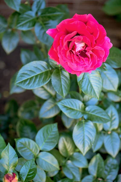 Flor de rosa roja en flor —  Fotos de Stock