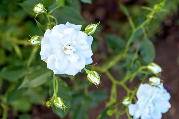 Rosa blanca flor en flor —  Fotos de Stock