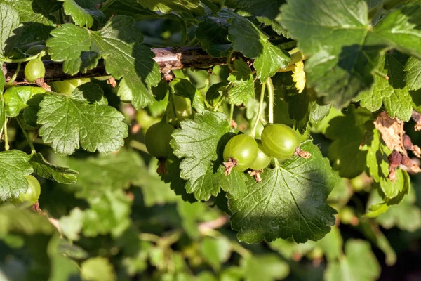 Bush de bayas de grosella negra —  Fotos de Stock