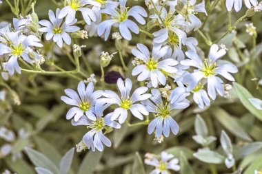 beyaz çiçekler arka plan