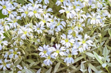 beyaz çiçekler arka plan