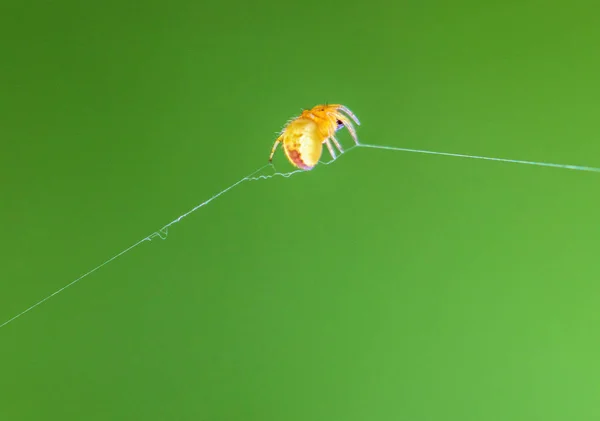 Zbliżenie żółty pająk — Zdjęcie stockowe