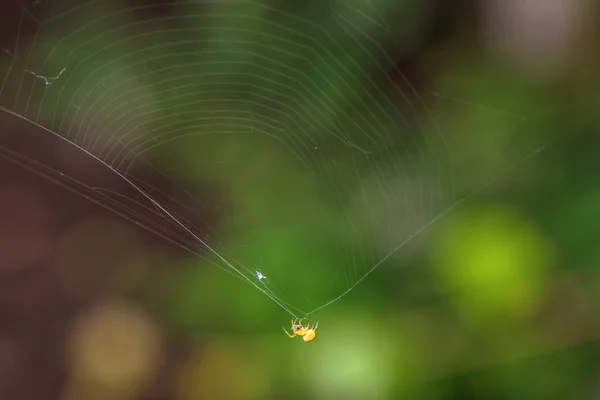 Close-up van gele spider — Stockfoto