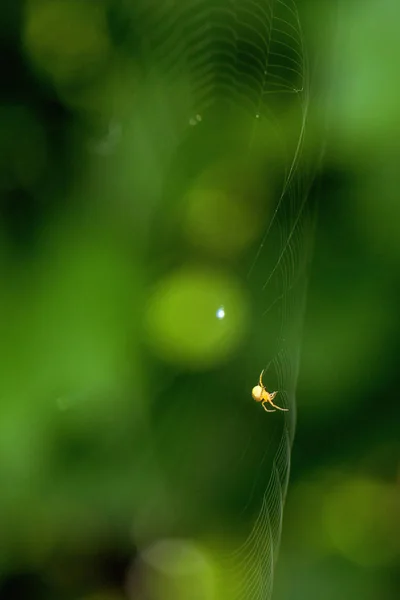 노란 거미를 닫습니다 — 스톡 사진