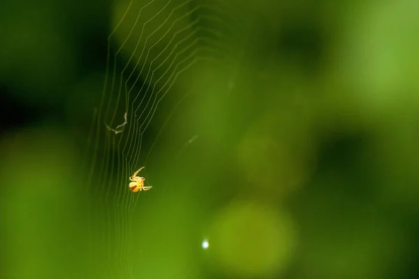 노란 거미를 닫습니다 — 스톡 사진