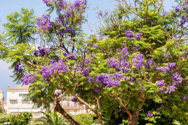 Yeşil bir jakaranda ağacı üzerinde güzel mor çiçekler
