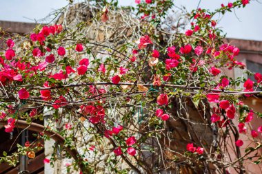 Küçük dalları üzerinde güzel kırmızı çiçekler