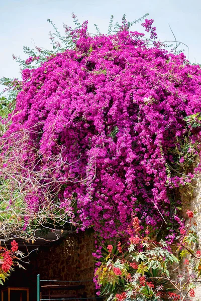 Beautiful purple flowers on a green Jacaranda tree — Stock Photo, Image
