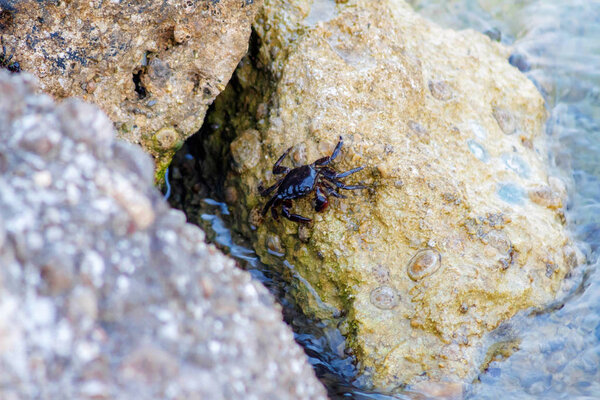 Black crab climbing on a rock