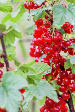 Taze kırmızı kartopu demet