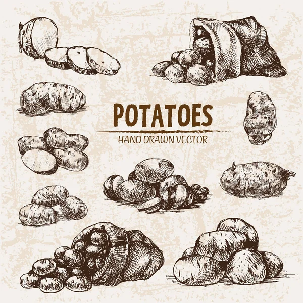 Vector digital línea detallada arte patata — Vector de stock
