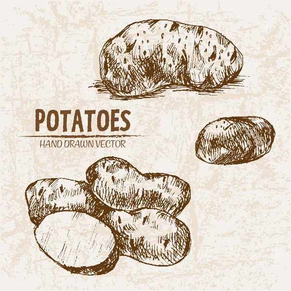 Digitala vektor detaljerad linje konst potatis — Stock vektor