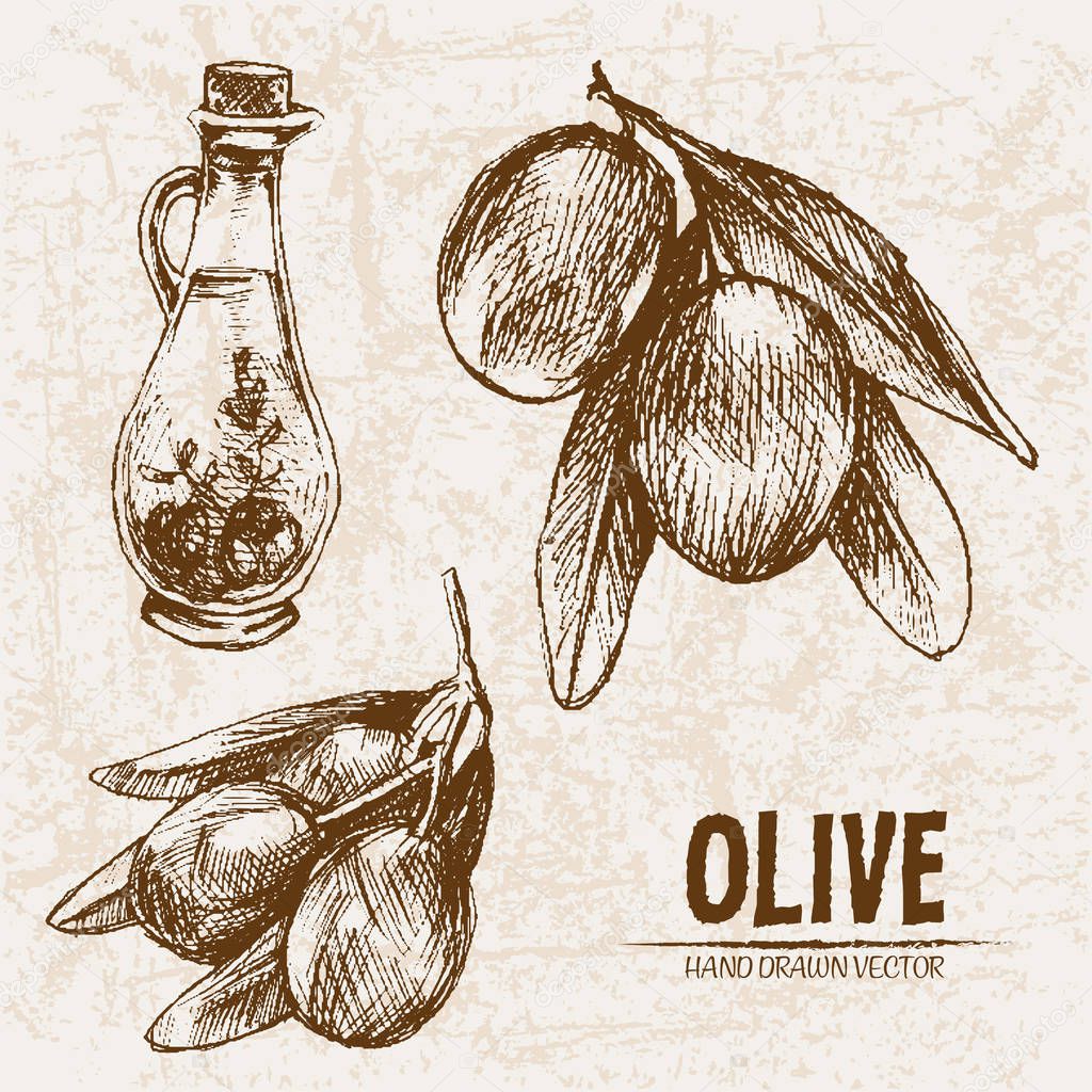 Digital vector detailed line art olive and oil hand drawn retro illustration collection set, stove oven. Thin artistic pencil outline. Vintage ink flat, engraved simple doodle sketches. Isolated